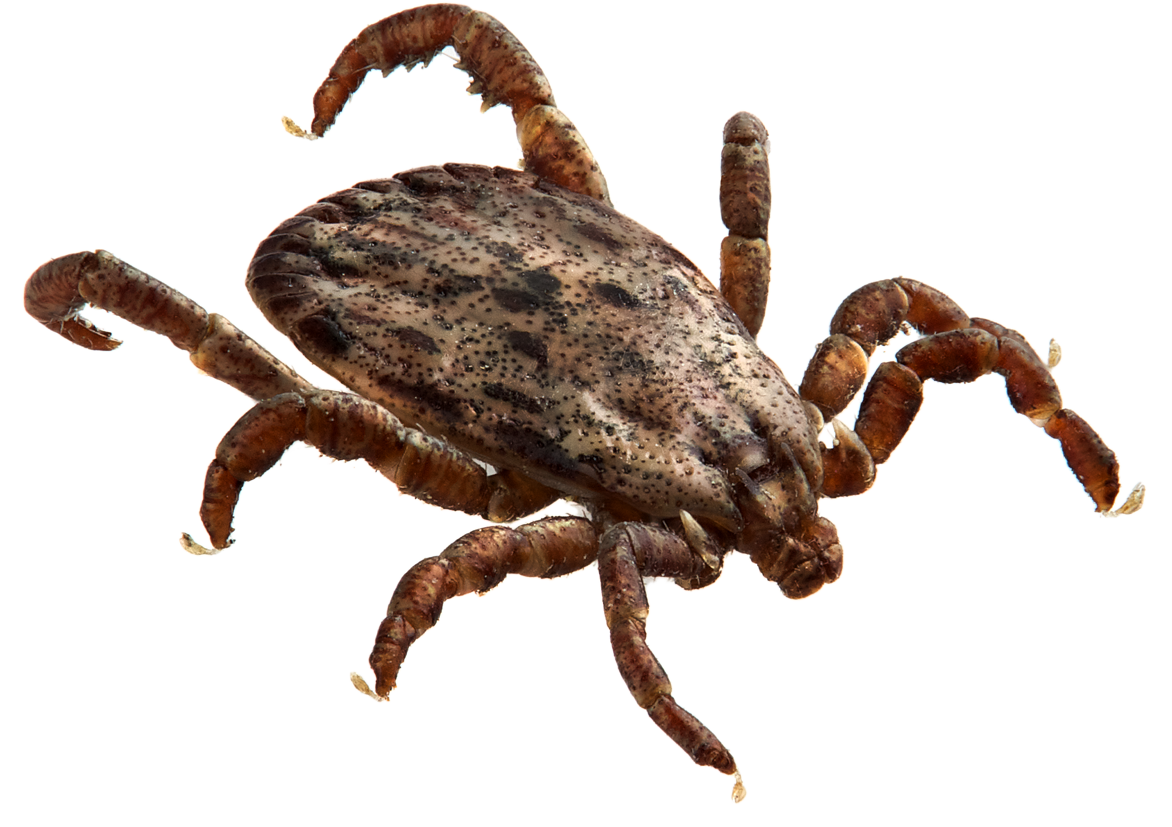 tick PNG25